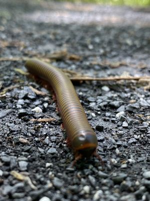 Monocacy Aqueduct by null