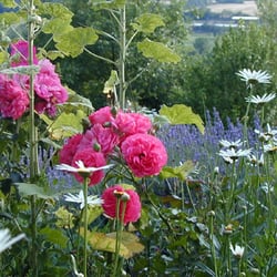 Les Petits Matins Bleus - Jardin de la propriété