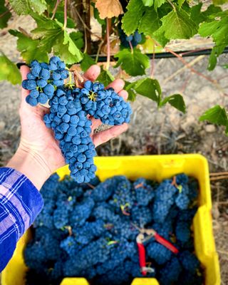 Willow Creek Wine Co. by null