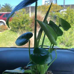 My new monstera