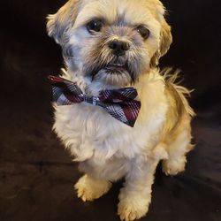 Al & Barbara Pet Sitting - Seymour