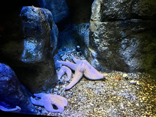 Aquarium At Moody Gardens by null