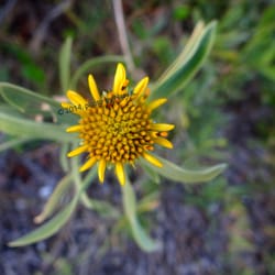 Bear Cut Preserve - Macro shot of flora along the path.