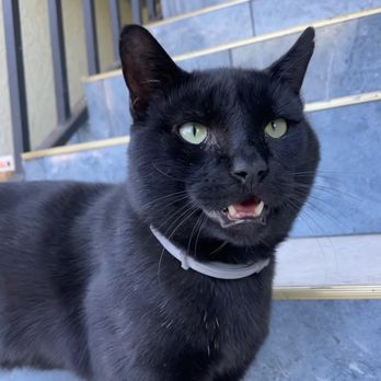 Honor Pet - Our sweet stray - Pet Cremation Services Near Me - Los Angeles, California