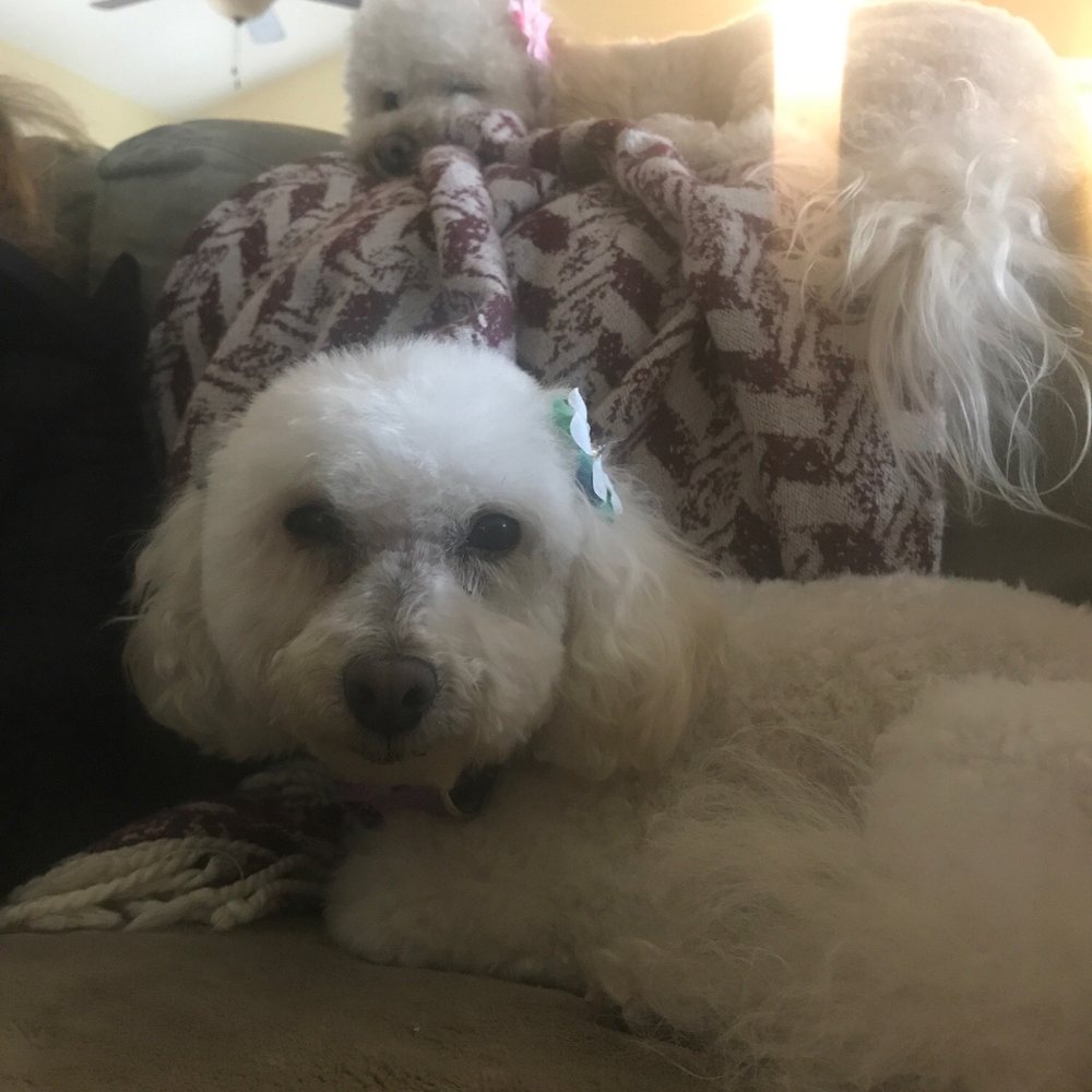 Heavenly Paws - Dogs - Pet Groomers Near Me - Upland, California Heavenly Paws - Dogs - Pet Groomers Near Me - Upland, California