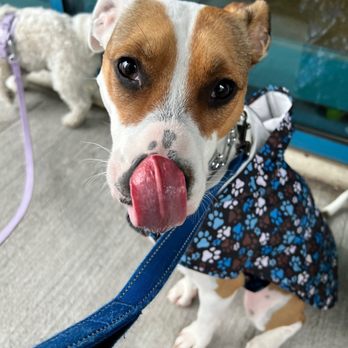 K9 Nanni - Dog Walkers Near Me - North Arlington, New Jersey
