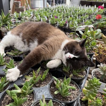 Pinehurst Floral & Greenhouse - Nap time! - Florists Near Me - Pocatello, Idaho Pinehurst Floral & Greenhouse - Nap time! - Florists Near Me - Pocatello, Idaho