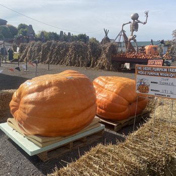 The Great Pumpkin Farm - Pumpkin Patches Near Me - Clarence, New York