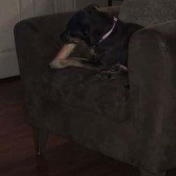 My dog, eating the femur we purchased.