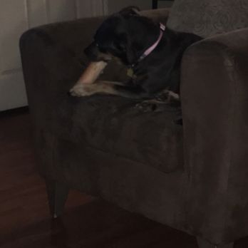 H-E-B - My dog, eating the femur we purchased. - Grocery Near Me - College Station, Texas