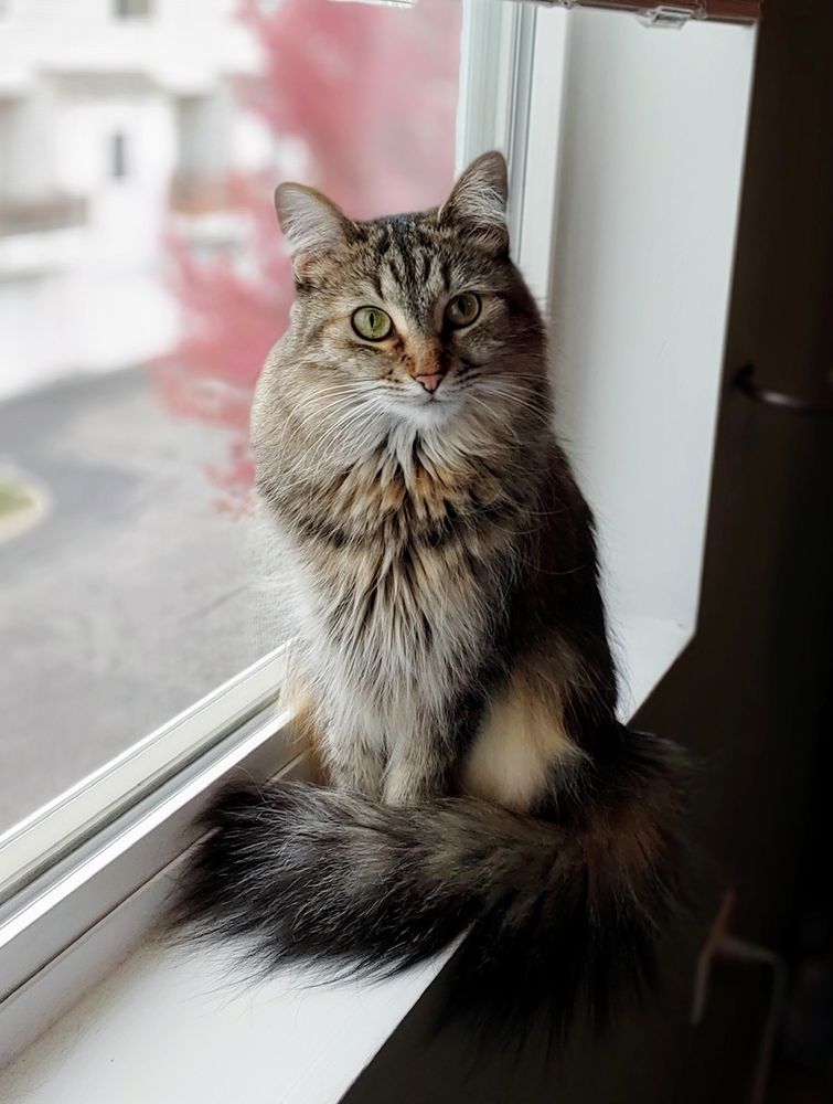 DUPAGE MOBILE VETERINARY SERVICES Updated October 2024 38 Reviews