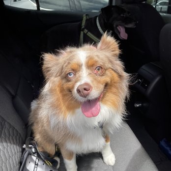 Pups & Kitts Grooming - Fresh, clean, and happy! - Pet Groomers Near Me - Sugar Land, Texas Pups & Kitts Grooming - Fresh, clean, and happy! - Pet Groomers Near Me - Sugar Land, Texas
