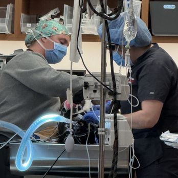 Veterinary Emergency Group - Surgery prep - Emergency Pet Hospital Near Me - Oceanside, California Veterinary Emergency Group - Surgery prep - Emergency Pet Hospital Near Me - Oceanside, California
