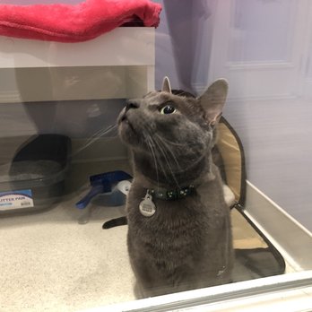 Club Cat - Dropping the babies off :( - Pet Boarding Near Me - Irvine, California Club Cat - Dropping the babies off :( - Pet Boarding Near Me - Irvine, California