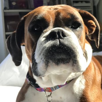 All Ears - Pet Training Near Me All Ears - Pet Training Near Me