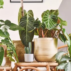 Alpine Nursery & Garden Center - We carry a wide range of houseplants, soils, pottery and so much more