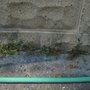 Photo of Solar Earth Lawn Care