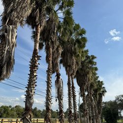 Peterson's Groves - Trees along the drive where you park