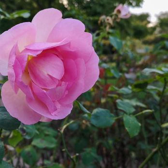 Rosengarten - Parks Near Me - Hamburg, HH Rosengarten - Parks Near Me - Hamburg, HH