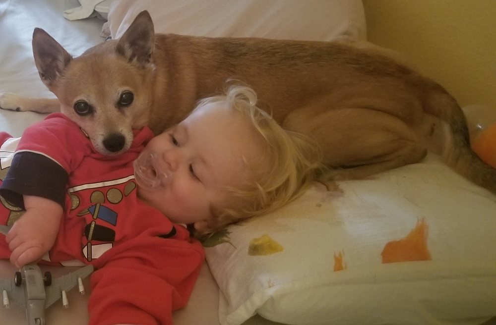 THE GOOD DOG TRAINING AND REHABILITATION Updated September 2024 14