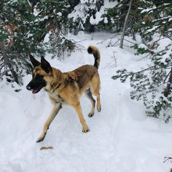 SPCA Monterey County - Dancing through the snow! - Pet Training Near Me - Salinas, California SPCA Monterey County - Dancing through the snow! - Pet Training Near Me - Salinas, California