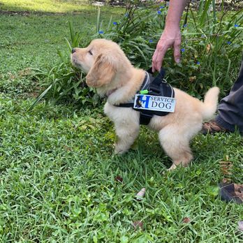 Greenside Canine Training - Pet Training Near Me Greenside Canine Training - Pet Training Near Me