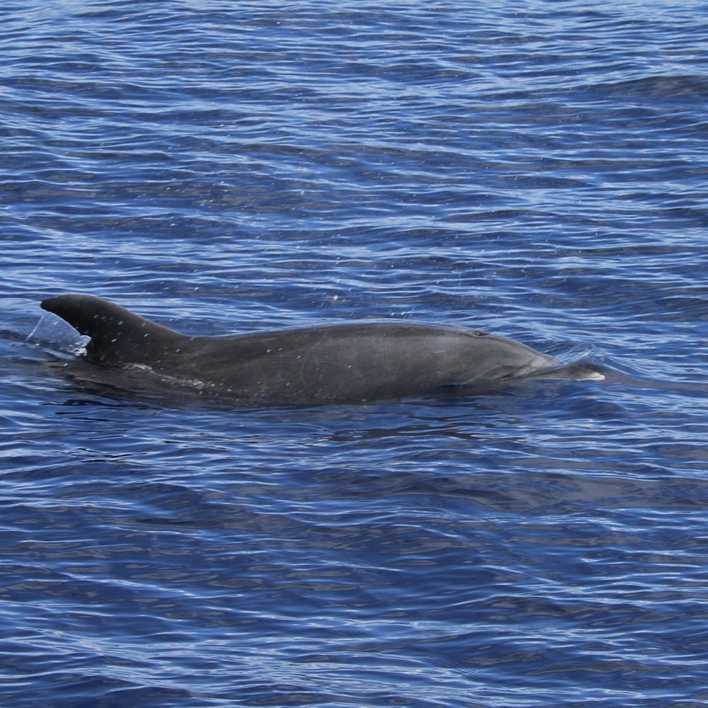 Four Winds Molokini Maui Snorkel Tour - Bottle nose dolphins on the way back to the bay.  Very cool! - Snorkeling Near Me - Maalaea, Hawaii