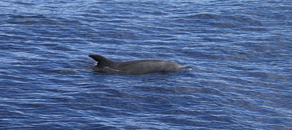 Four Winds Molokini Maui Snorkel Tour by null