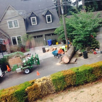 Peacock Tree Preservation - Removal of grand fir - down - Tree Services Near Me