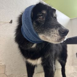 Dog Wash Depot - Our dog with a Happy Hoodie they lent us
