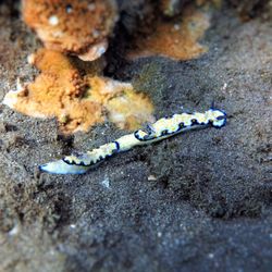 BWB Diving - Imperial Nudibranch, Black Rock