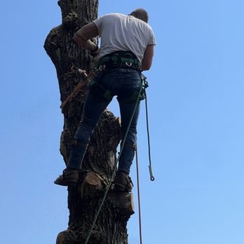 Roberts Tree Service - Tree Services Near Me