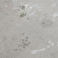 Wood River Apartments - The policy permits tenants to keep birds, but the landlord will not clean up after the pets if tenants fail to do so.