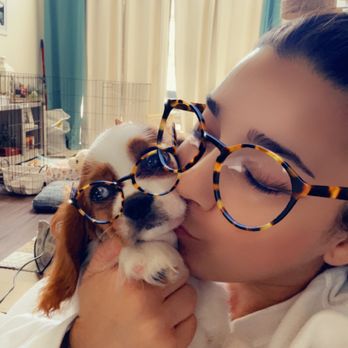 World Class Cavaliers - Pet Breeders Near Me - Miami, Florida