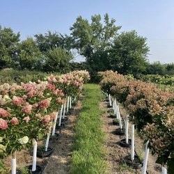 Heritage Nursery