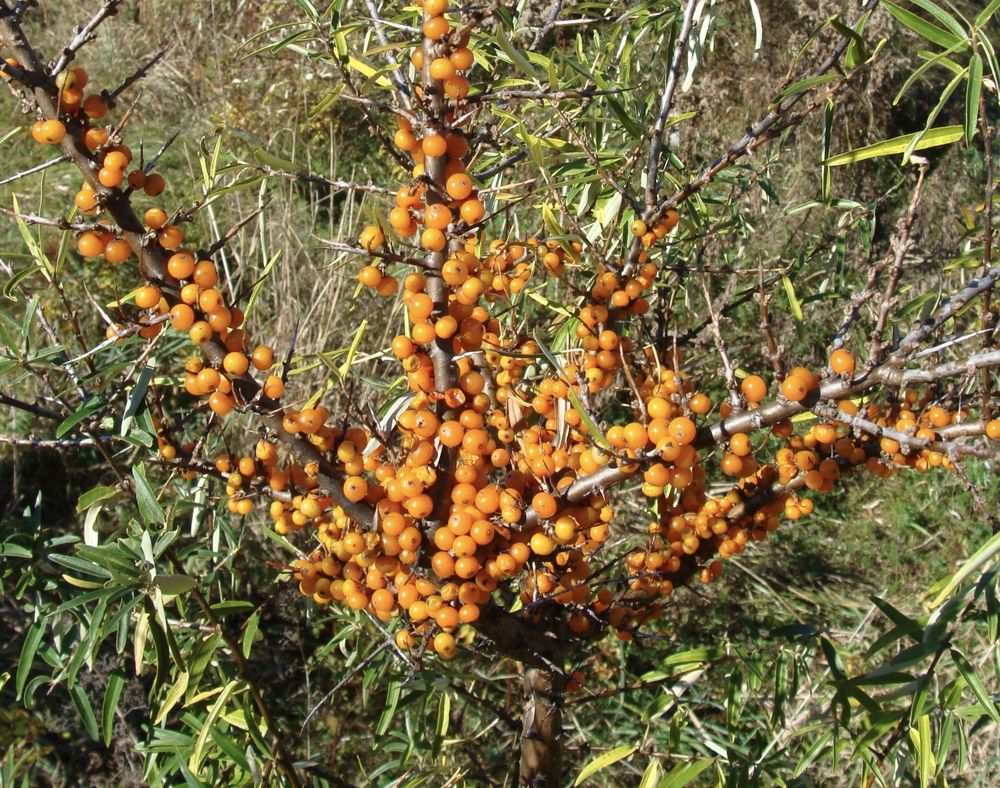 EAST HILL TREE FARM Updated September 2024 3499 E Hill Rd