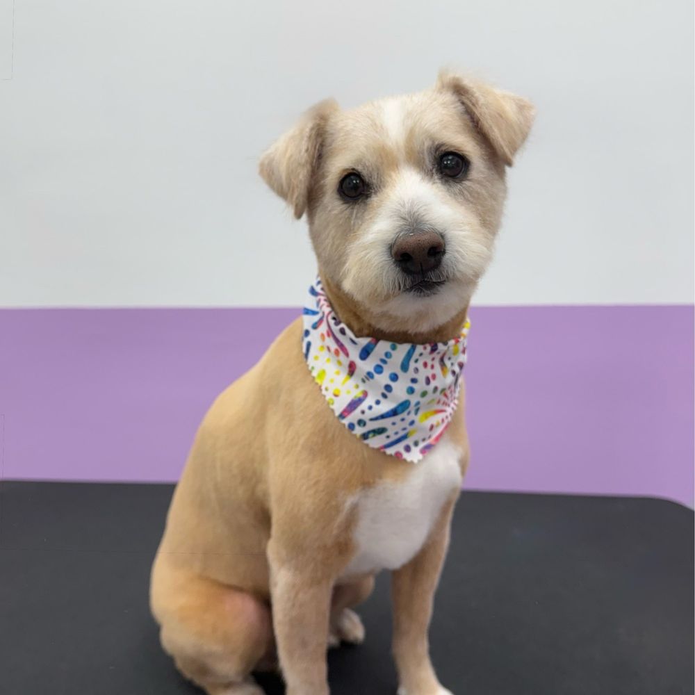 Pawssentials - Pet Groomers Near Me - Milpitas, California