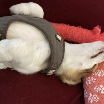 Rocky Mountain Puppy Rescue - Dog - Animal Shelters Near Me