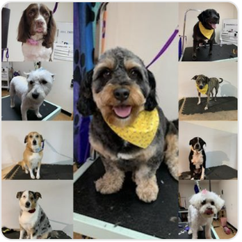 Doggies Gone Wild - Pet Groomers Near Me - Mount Holly, New Jersey Doggies Gone Wild - Pet Groomers Near Me - Mount Holly, New Jersey
