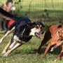 Photo of Fast Fido Dog Day Trips