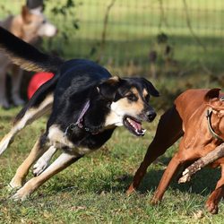 Fast Fido Dog Day Trips