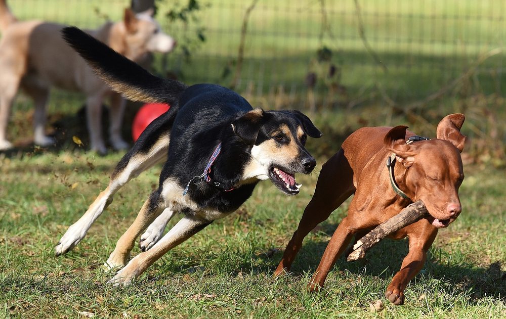 Fast Fido Dog Day Trips - pet boarding facility in Ann Arbor, MI