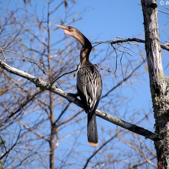 Big Cypress National Preserve - Anhinga showing the snake-like neck, at the Big Cypress National Preserve in Ochopee, Florida. - Parks Near Me - Ochopee, Florida