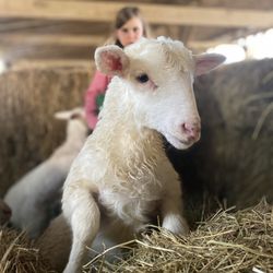 Pilaroc Farms - Soon you'll be able to walk around the farm and see all the animals.