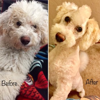 Pampered Paws - Pet Groomers Near Me - Carmichael, California Pampered Paws - Pet Groomers Near Me - Carmichael, California