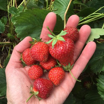 Blake's Backyard - They are perfect! Sweet and juicy! $1.79lb. Come out and get some before they're gone! - Fruits & Veggies Near Me - Almont, Michigan Blake's Backyard - They are perfect! Sweet and juicy! $1.79lb. Come out and get some before they're gone! - Fruits & Veggies Near Me - Almont, Michigan