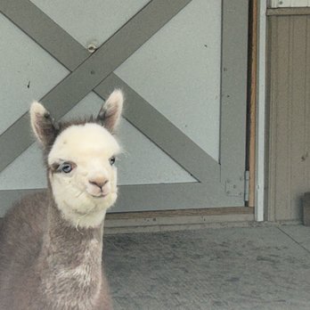 Eagle Eye Farm - Baby alpaca...those beautiful blue eyes! - Farms Near Me - River Falls, Wisconsin Eagle Eye Farm - Baby alpaca...those beautiful blue eyes! - Farms Near Me - River Falls, Wisconsin
