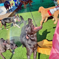 Bark N Lounge Daycare & Boarding - Big dogs in group play. We offer up to 8 hours of group play a day.