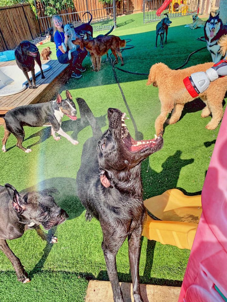 BARK N LOUNGE DAYCARE & BOARDING Updated September 2024 57 Photos & 43 Reviews 798 Keller