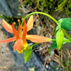 Wahkeena Falls - Wildflower